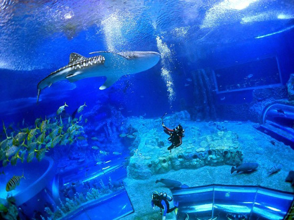 潛在水里，學做一條靜靜的魚