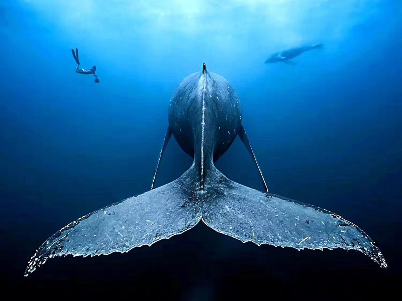 對(duì)于潛水小白的常見問(wèn)題