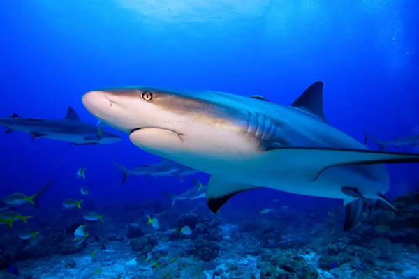 【水肺潛水安全嗎？】轉自PADI