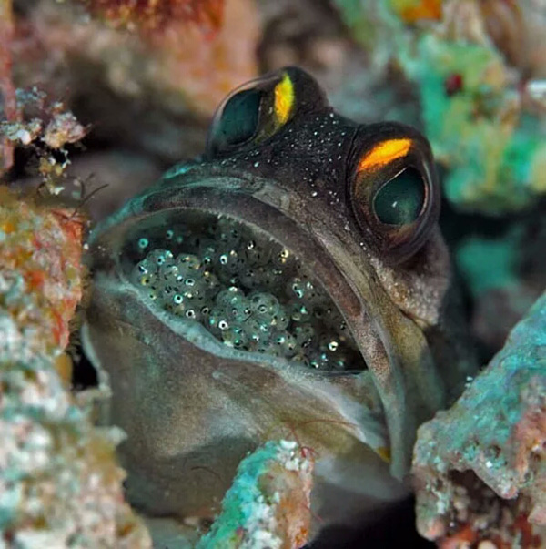 【潛水這艘賊船，這次開往上帝的花園】文章轉(zhuǎn)自/三聯(lián)生活周刊
