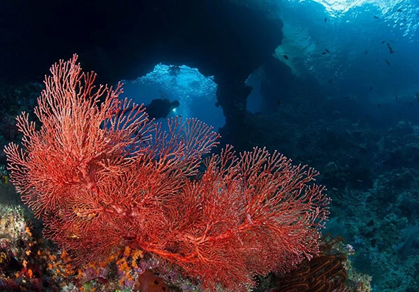 【潛水這艘賊船，這次開往上帝的花園】文章轉(zhuǎn)自/三聯(lián)生活周刊