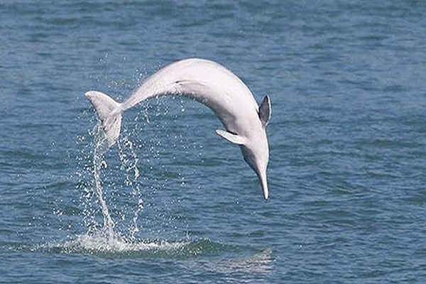 民間海洋環保組織5年間呈爆發性增長