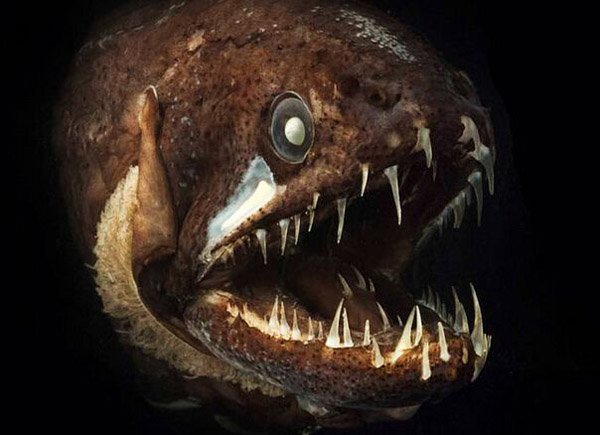 深海龍魚(yú)