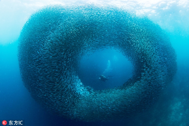 潛水途中偶遇到沙丁魚“軍團(tuán)”